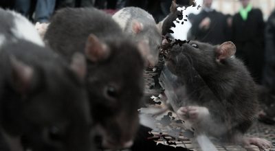 Ненавидят больше всего: названо лучшее средство от крыс и мышей
