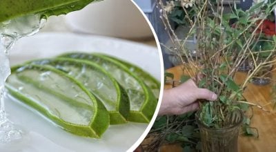 Вкорениться навіть палиця: що додати у воду для утворення коренів