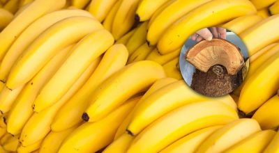 У бананах неочікувано виявили живого гостя: що знайшли працівники крамниці У бананах неочікувано виявили живого гостя: що знайшли працівники крамниці
