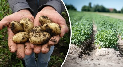 Зібрати можна вже в травні: садівники розповіли, як отримати надранню картоплю Зібрати можна вже в травні: садівники розповіли, як отримати надранню картоплю