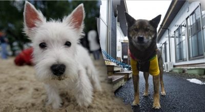 Собаки могут 'говорить' с людьми: ученые рассказали, на что обратить внимание Собаки могут 'говорить' с людьми: ученые рассказали, на что обратить внимание