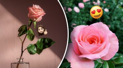 Чи можна виростити троянду з гілочки: чотири перевірених методи здивують вас