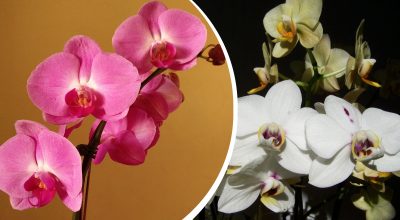 Простий трюк із кухні творить дива: орхідеї зацвітуть за тиждень без хімії