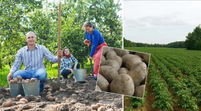 По 2 кг з куща: експерти розкрили найефективніші способи посадки картоплі По 2 кг з куща: експерти розкрили найефективніші способи посадки картоплі