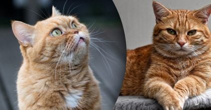 Почему кашляет кот: как помочь питомцу