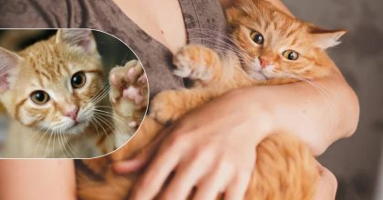 Не просто для милоты: ученые раскрыли, для чего котам подушечки на лапах