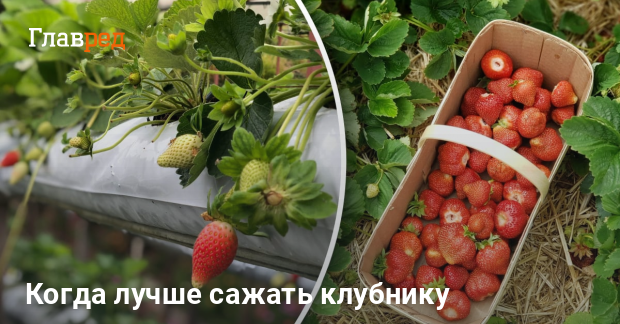 Как правильно посадить клубнику весной в открытый грунт - Главред
