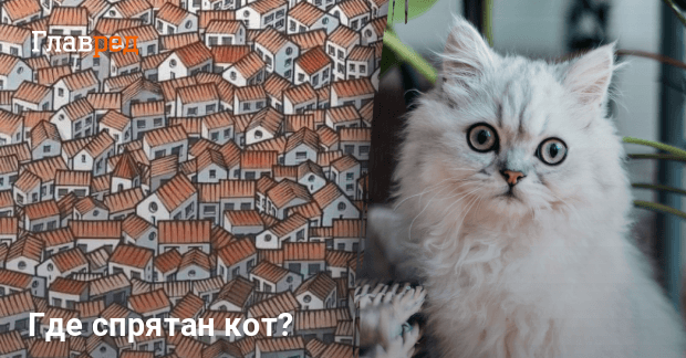 Где спрятан кот - только люди с высоким IQ разгадают загадку - Главред
