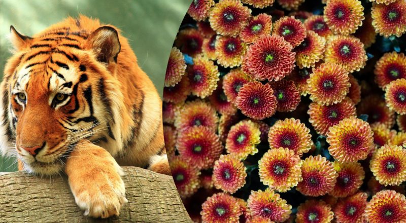 Китайский гороскоп на сегодня 2 февраля: Тиграм - траты, Драконам - достижения