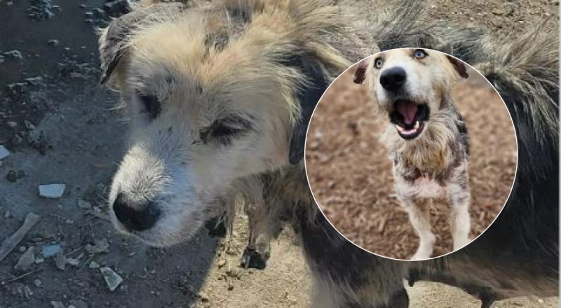 Собака, которую бросили на цепи, сейчас выглядит неузнаваемо -  фото изменений