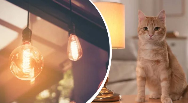 Стоит ли оставлять свет для питомцев, когда уходите из дома: ответ ветеринара
