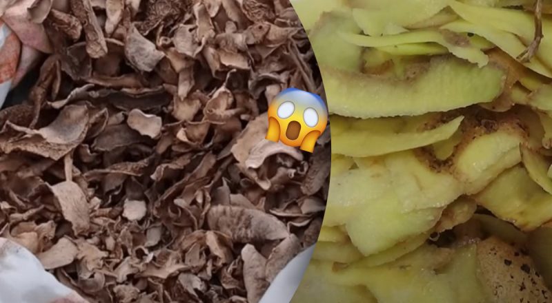Запасают всю зиму: зачем хозяйки сушат картофельные очистки