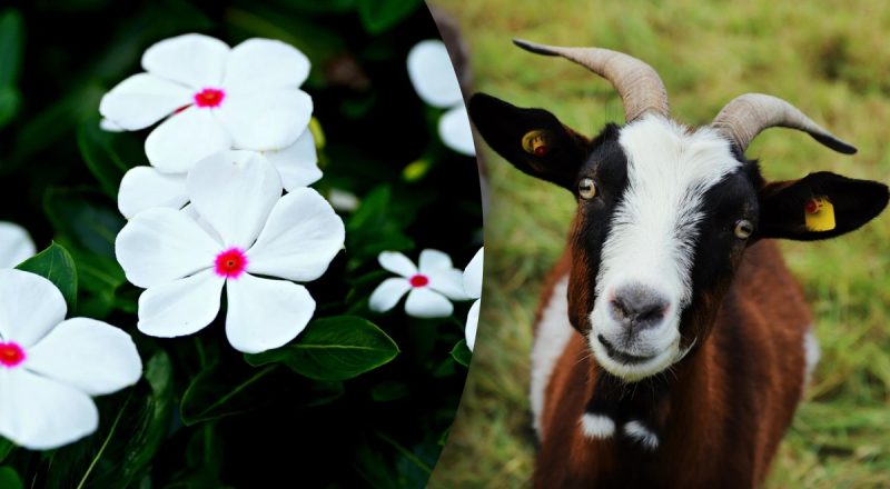 Китайський гороскоп на сьогодні 6 лютого: Зміям - витрати, Козлам - важкі часи