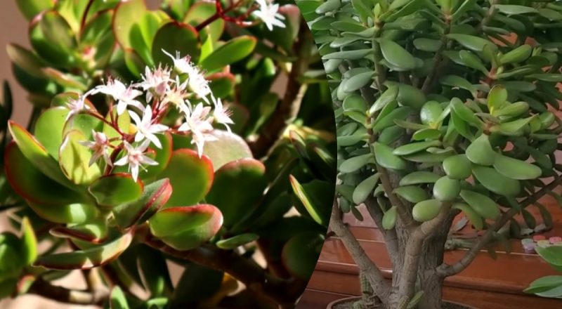 Обязательно зацветет: как ухаживать за денежным деревом