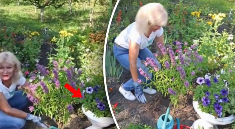 Какие цветы-многолетники посадить на даче: топ неприхотливых растений