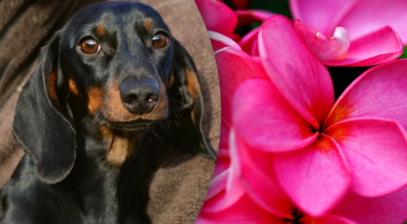 Китайський гороскоп на сьогодні 7 лютого: Свиням - маніпуляції, Собакам - злість