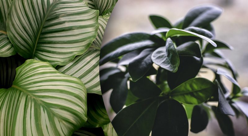 5 комнатных растений, которые нельзя ставить в спальне