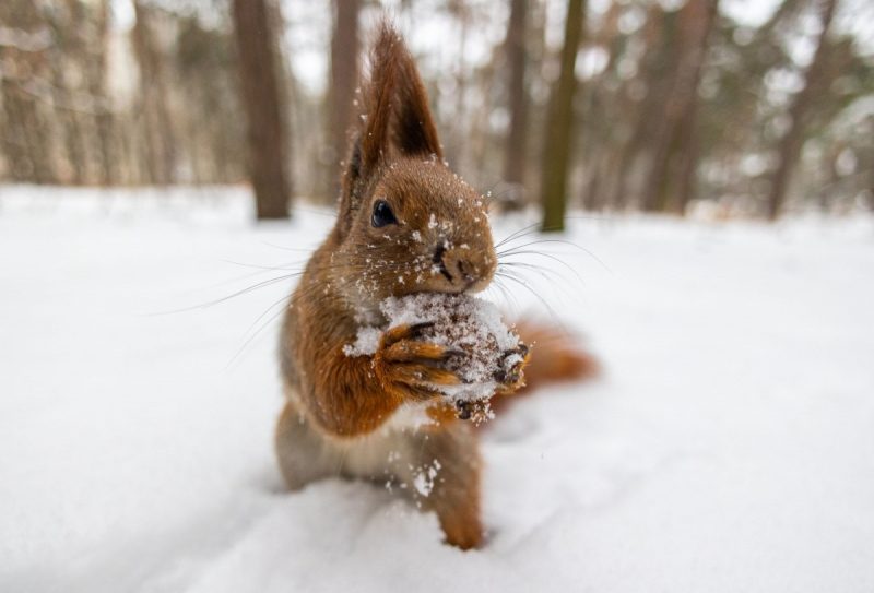 Морози посиляться: де в Україні вдарить -14 градусів