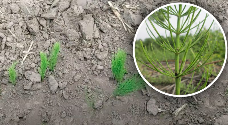 Як позбутися хвоща на грядках: досвідчені садівники розкрили дієві хитрощі
