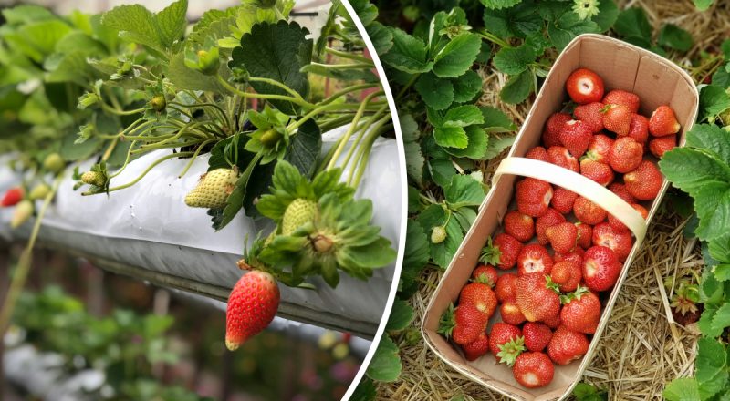 Что класть в лунку при посадке клубники весной: урожай приятно удивит