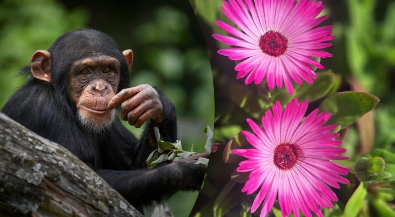 Китайский гороскоп на сегодня 12 февраля: Быкам - глупости, Обезьянам - авария