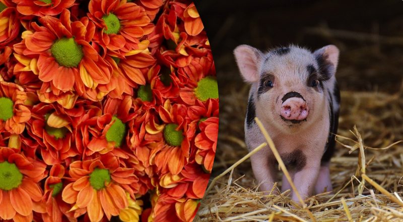 Китайский гороскоп на сегодня 13 февраля: Свиньям - разочарования, Козлам - стресс