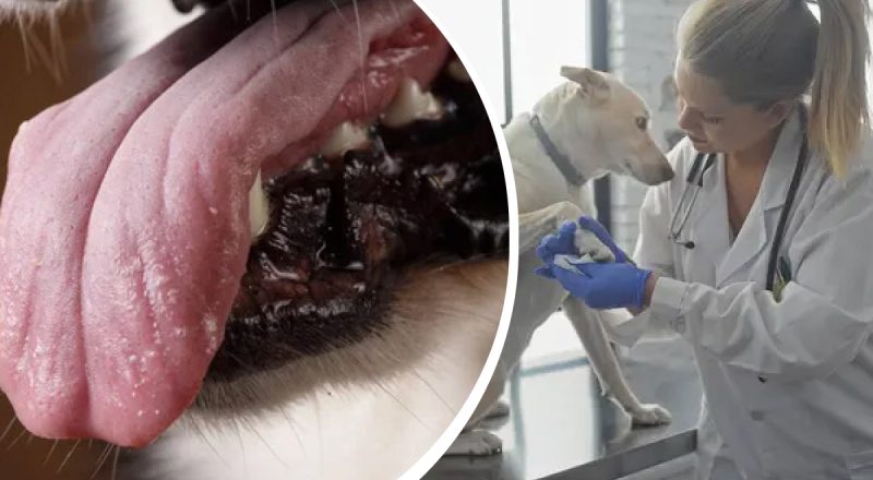 Що означає, якщо у улюбленця погано пахне з рота: чому ветеринари стурбовані