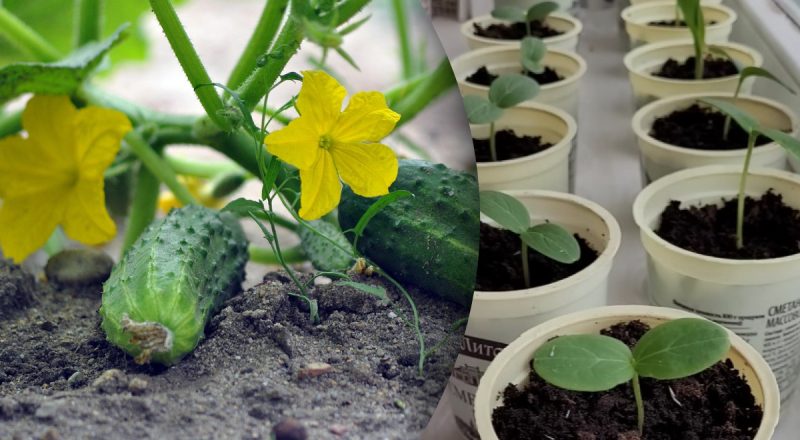 Як правильно посадити огірок на розсаду: урожай буде вже в червні