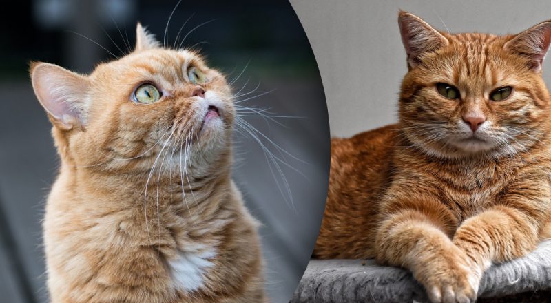 Почему кашляет кот: как помочь питомцу