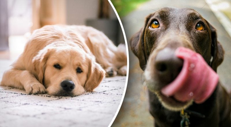 ТОП-4 продукти заберуть життя вашого собаки: що не можна не давати чотирилапим