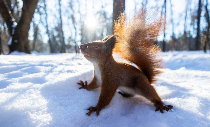 Резкое потепление накроет Украину: синоптик назвала дату