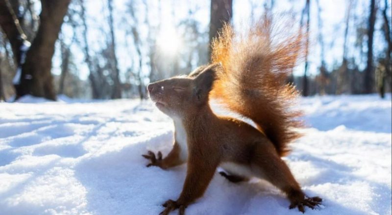 "Морози ще затримаються": синоптики прогнозують холодне 24 лютого
