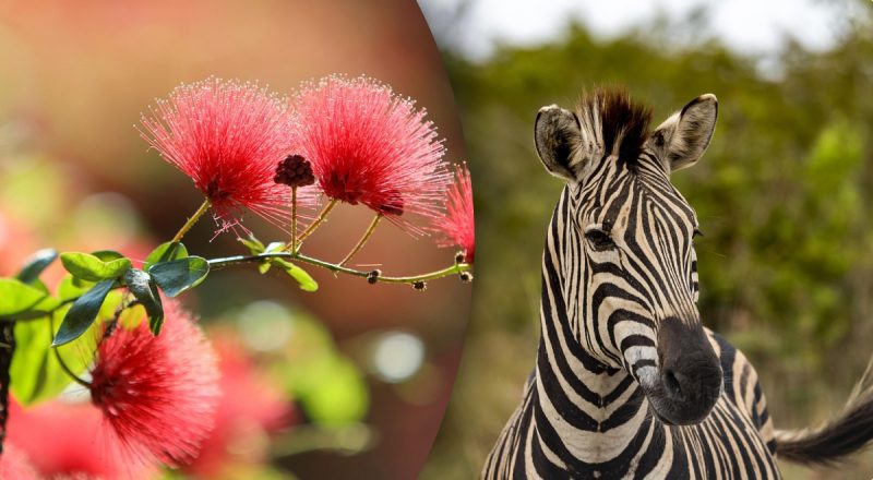 Китайский гороскоп на сегодня 26 февраля: Кроликам - обман, Лошадям - ошибки