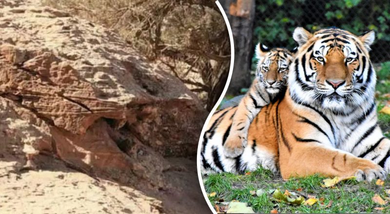 Загадка для людей с "глазами ястреба": где спрятаны двое тигров