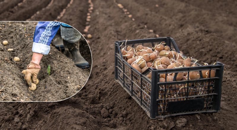 Коли садити картоплю у 2025 році: сприятливі дати для багатого врожаю