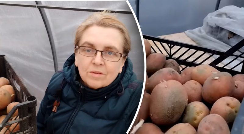 Где лучше посадить картофель: секреты удачного выращивания