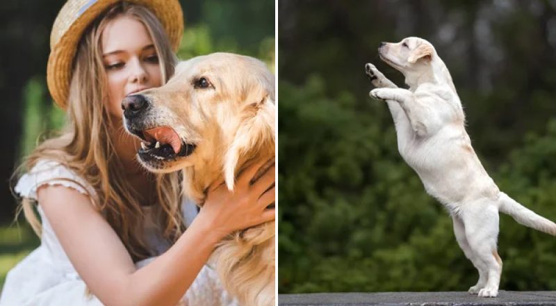 Когда ни в коем случае нельзя гладить собаку: ответ ветеринара