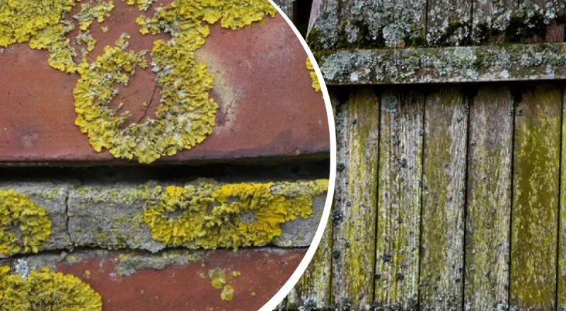 Без химии и краски: элементарный лайфхак очистки ограждения от плесени и мха