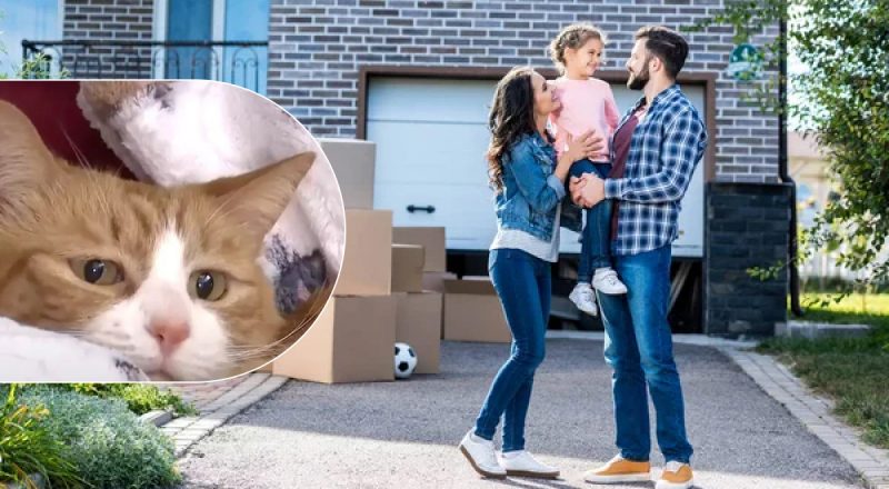 Кішка зникла під час переїзду: місце, де її знайшли через 3 тижні дивує