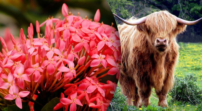 Китайський гороскоп на сьогодні 1 березня: Бикам - розчарування, Собакам - сварки