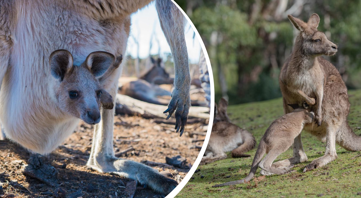 Дәл қазір Пензада жыныстық қатынасқа түсуді қалайтын қыз Алиса Селезнева жынды
