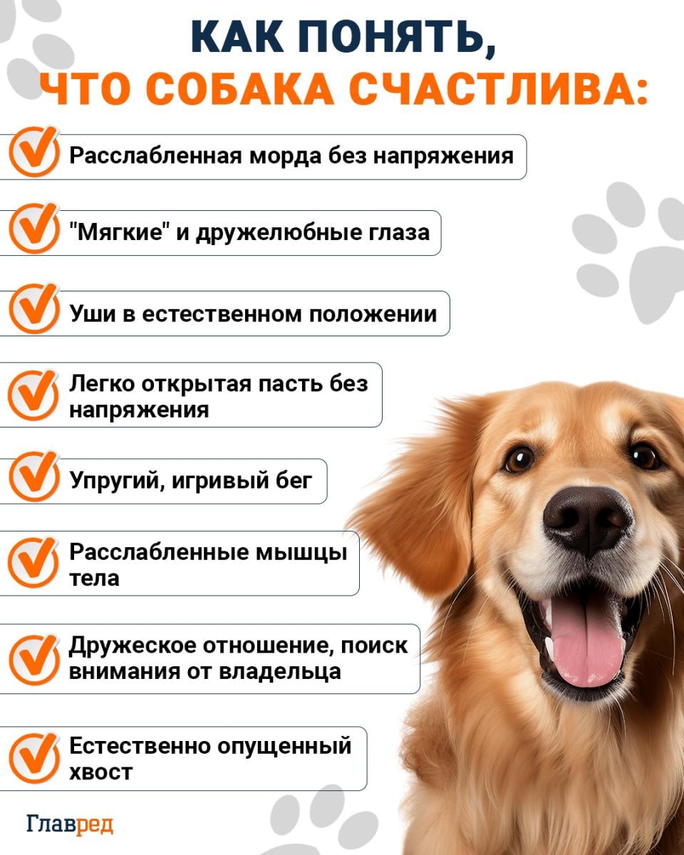 Как понять, что собака счастлива