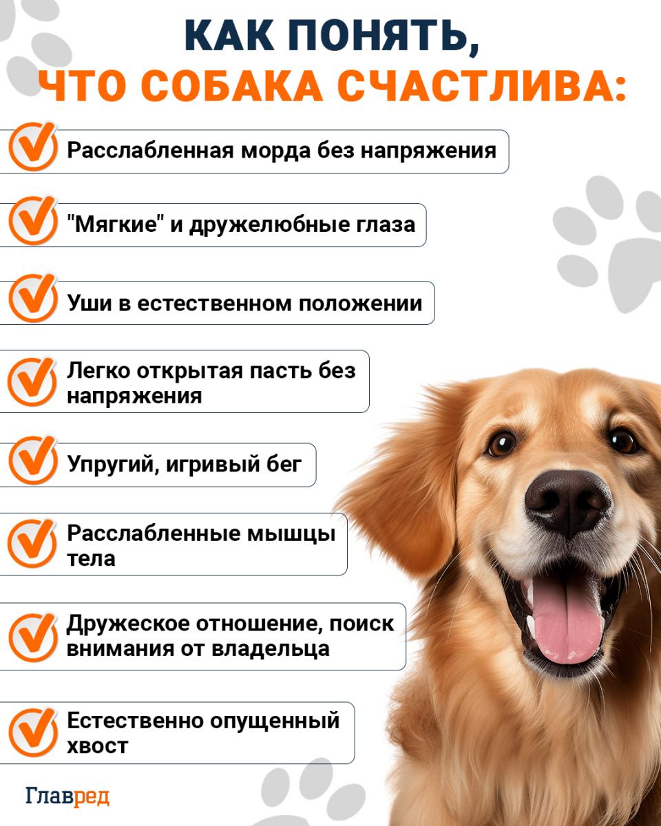 Как понять, что собака счастлива