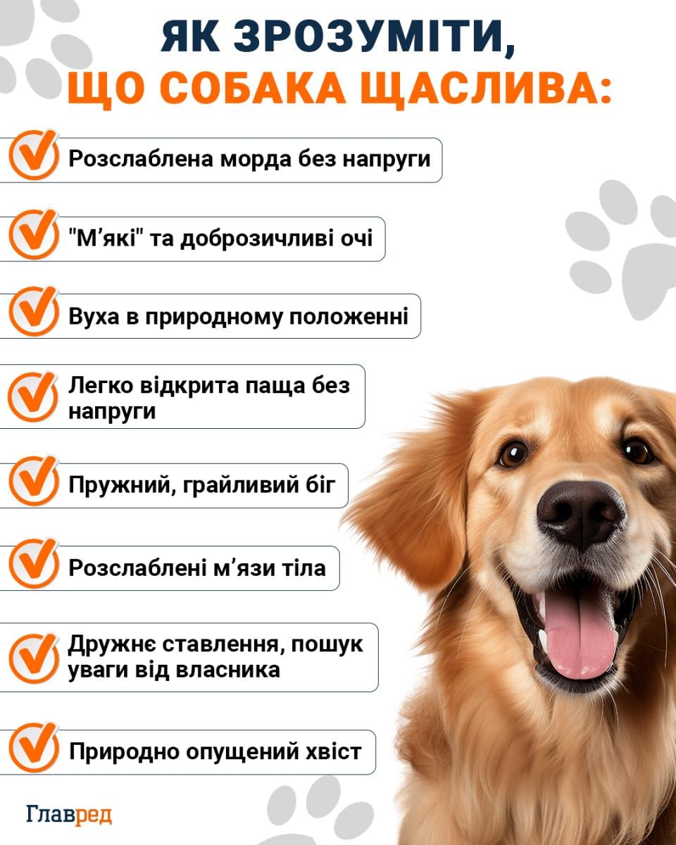 Як зрозуміти, що собака щаслива