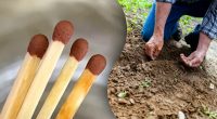 Експерти закликали вставляти сірники в грунт у березні: для чого це потрібно