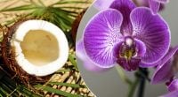 Чарівна рідина для орхідей: як і навіщо застосовувати кокосову воду