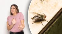 Чому мухи люблять кружляти біля людей: ветеринари дали цікаву відповідь