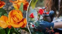 Кущі троянд гнутимуться від квітів: експерти розкрили секрети догляду навесні