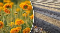 Зачем сажать бархатцы на огороде - невероятная польза цветов