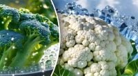 Яка капуста корисніша: броколі чи цвітна - для схуднення і здоров'я